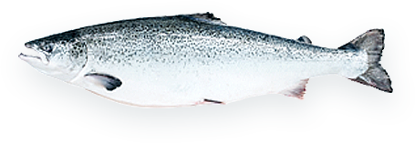 三文魚 三文魚